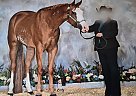 Paint - Horse for Sale in Edinburg, IL 62531-82