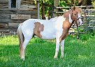 Pony - Horse for Sale in Monett, MO 65708 Pony - Horse for Sale in Monett, MO 65708