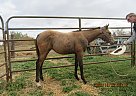Miss Lil - Mare in Milnor, ND Miss Lil - Mare in Milnor, ND