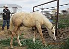Pearl - Mare in Milnor, ND Pearl - Mare in Milnor, ND