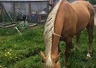 Grade QH Gelding/Palomino Magnum