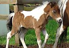 Miniature - Horse for Sale in Dundee, NY 14837 Miniature - Horse for Sale in Dundee, NY 14837