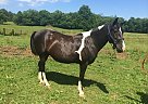 Paint Gelding for Sale in Frankfort, Kentucky Paint Gelding for Sale in Frankfort, Kentucky