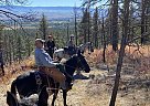 Gus - Gelding in Florence, MT Gus - Gelding in Florence, MT
