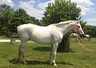 Tallulah - Mare in Attica, IN Tallulah - Mare in Attica, IN