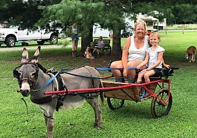 Donkey (Donkey, Stallion) in Knifley, KY