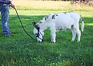 Donkey - Horse for Sale in Monett, MO 65708