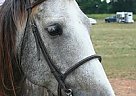 Quarter Horse - Horse for Sale in Winder, GA Quarter Horse - Horse for Sale in Winder, GA