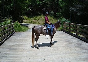 Quarter Horse (Quarter Horse, Stallion) in Winder, GA