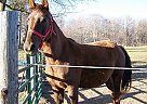 - Mare in Big Rapids, MI - Mare in Big Rapids, MI