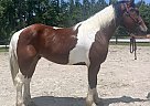 Draft - Horse for Sale in Bath, NC 27808