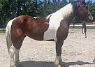 Draft - Horse for Sale in Bath, NC 27808 Draft - Horse for Sale in Bath, NC 27808