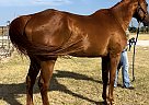 Thoroughbred - Horse for Sale in Fort Worth, TX 76108