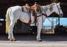 Quarter Horse (Quarter Horse, Gelding) in Greenville, MO