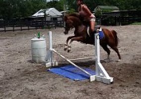 Welsh Pony and Cob (Welsh Pony and Cob, Gelding) in Odessa, FL