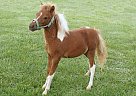 Pinto - Horse for Sale in Dundee, NY 14837 Pinto - Horse for Sale in Dundee, NY 14837