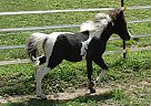 Miniature - Horse for Sale in Dundee, NY 14837 Miniature - Horse for Sale in Dundee, NY 14837