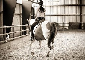 Amazing Mare Available for Lease Tessa