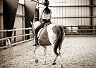 Amazing Mare Available for Lease Tessa