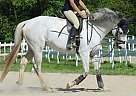Beautiful Hunter Thoroughbred Mare