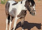 - Mare in El Paso, TX - Mare in El Paso, TX