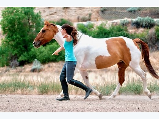 Amazing Mare Available for Lease