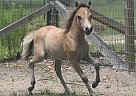 Miniature - Horse for Sale in Fort White, FL 32038