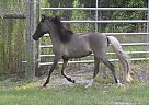 Miniature - Horse for Sale in Fort White, FL 32038 Miniature - Horse for Sale in Fort White, FL 32038
