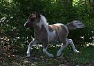 Miniature - Horse for Sale in Fort White, FL 32038 Miniature - Horse for Sale in Fort White, FL 32038
