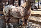Appaloosa - Horse for Sale in Banning, CA 92220 Appaloosa - Horse for Sale in Banning, CA 92220