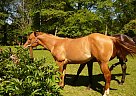 Quarter Horse Gelding for Sale in Meadville, Pennsylvania Quarter Horse Gelding for Sale in Meadville, Pennsylvania