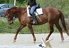 Morgan - Horse for Sale in Sanbornton, NH 03269 Morgan - Horse for Sale in Sanbornton, NH 03269