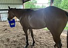 Quarter Horse - Horse for Sale in Effie, LA 71331