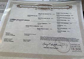 Gelding (Quarter Horse, Gelding) in Effie, LA