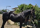 Friesian - Horse for Sale in Ramona, CA 92065