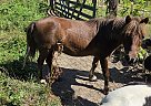 Miniature - Horse for Sale in Barnett, MO 65011 Miniature - Horse for Sale in Barnett, MO 65011