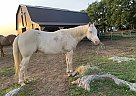 Oakley - Gelding in Shippensburg, PA Oakley - Gelding in Shippensburg, PA