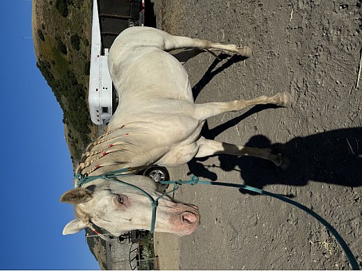 Pearl Andalusian