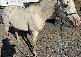 Andalusian / PRE (Andalusian / PRE, Mare) in Santa Maria, CA
