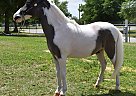 Miniature - Horse for Sale in Fort White, FL 32038 Miniature - Horse for Sale in Fort White, FL 32038