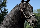 Tennessee Walking - Horse for Sale in Williamsburg, KY 40769