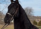 Tennessee Walking - Horse for Sale in Williamsburg, KY 40769