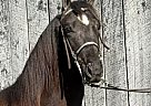 Tennessee Walking - Horse for Sale in Williamsburg, KY 40769