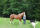 Saddlebred Gelding for Sale in Irvine, Kentucky Saddlebred Gelding for Sale in Irvine, Kentucky