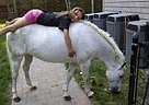 Welsh Pony - Horse for Sale in Toms River, NJ 