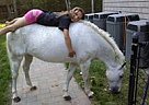 Welsh Pony - Horse for Sale in Toms River, NJ Welsh Pony - Horse for Sale in Toms River, NJ