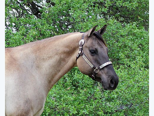 Sold 2011 AQHA Grulla Gelding