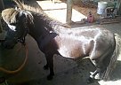 Miniature - Horse for Sale in Bushnell, FL 33513