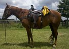 Quarter Horse - Horse for Sale in Bushnell, FL 33513