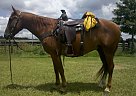 Quarter Horse - Horse for Sale in Bushnell, FL 33513 Quarter Horse - Horse for Sale in Bushnell, FL 33513